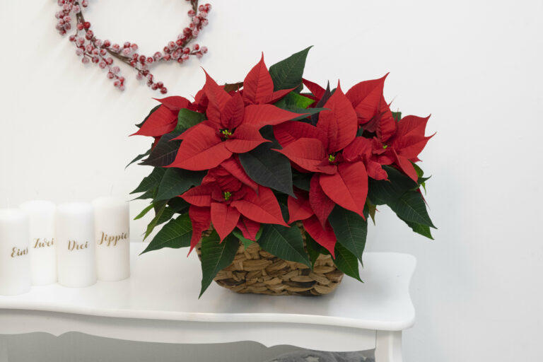 poinsettia_competence_30042025131945