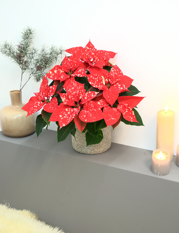 poinsettia_fantasystar_orangeselecta_18022025164717