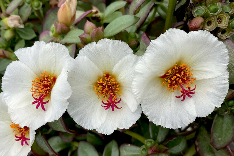 portulaca__10072025140733