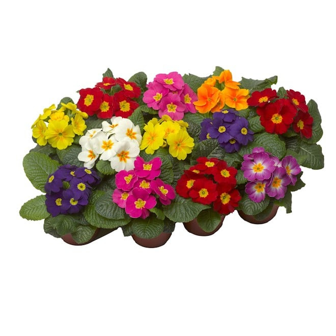 primula_danique_syngenta_19092023155342