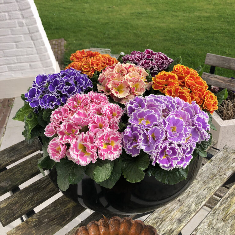 primula_flamenco_02122025102501