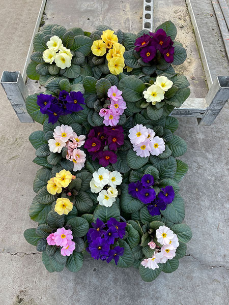 primula_obsidian_1_25042023142922