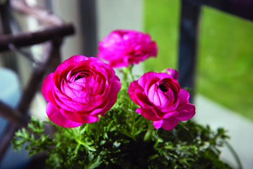 ranunculus_sprinkles_dwar_1_25042023142213