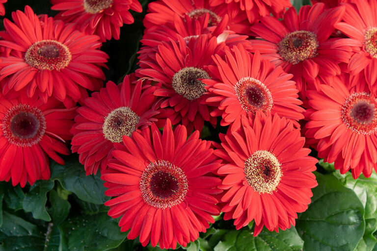 schoneveld-gerbera_27082024142333