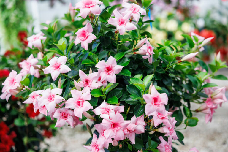 sundaville-mandevilla_07112023134623