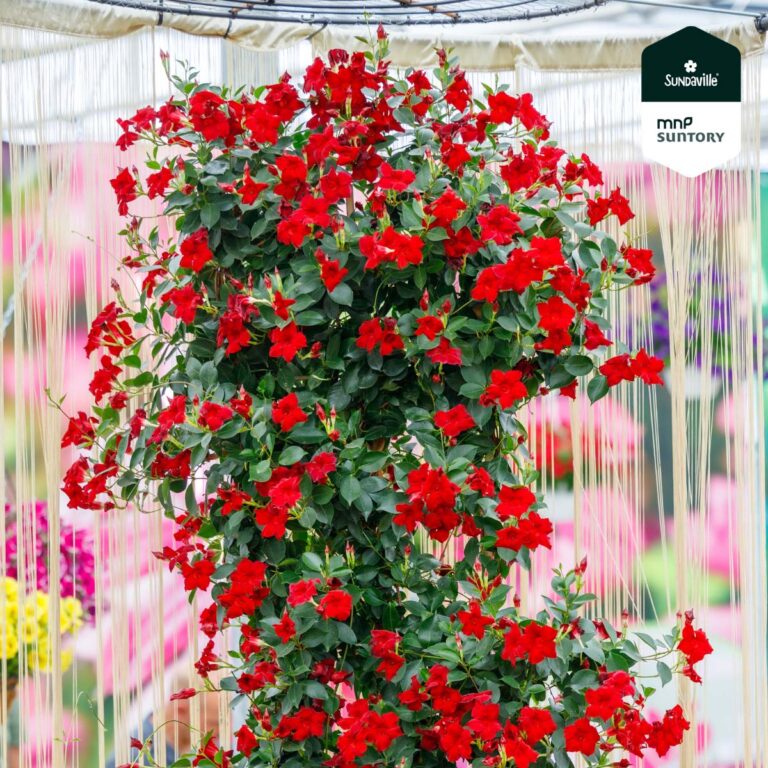 sundaville_bordeauxred_02102023145946
