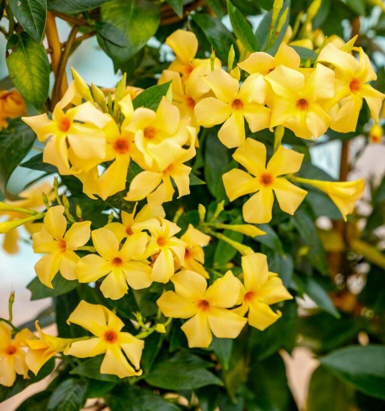 sundavillemandevillagold_02102023152523