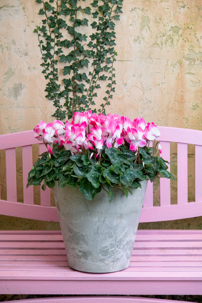 super-serie-fusion_cyclamen_08062023162140