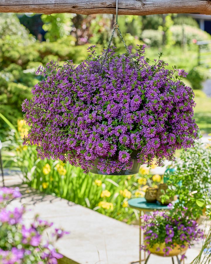 surdiva-super-purple_18062025092555