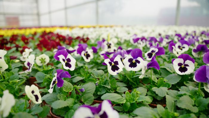 syngenta_-_delta_pro_series_01032023132811