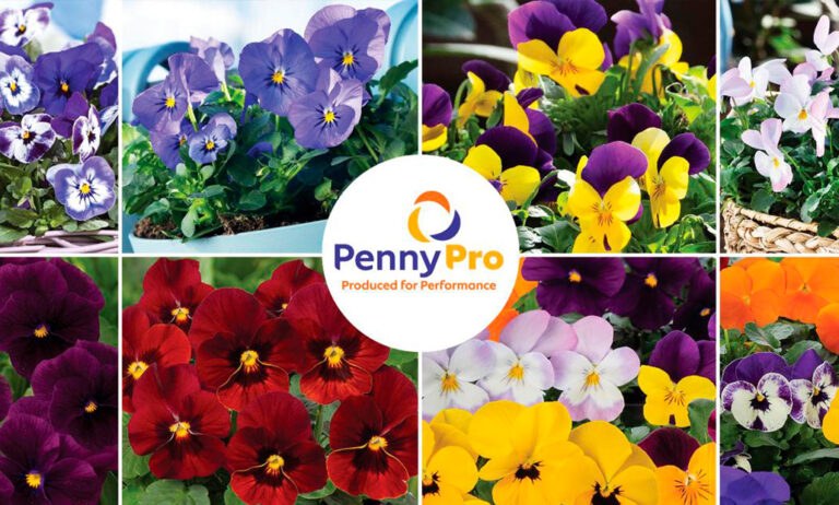 Viola cornuta: Penny® Pro