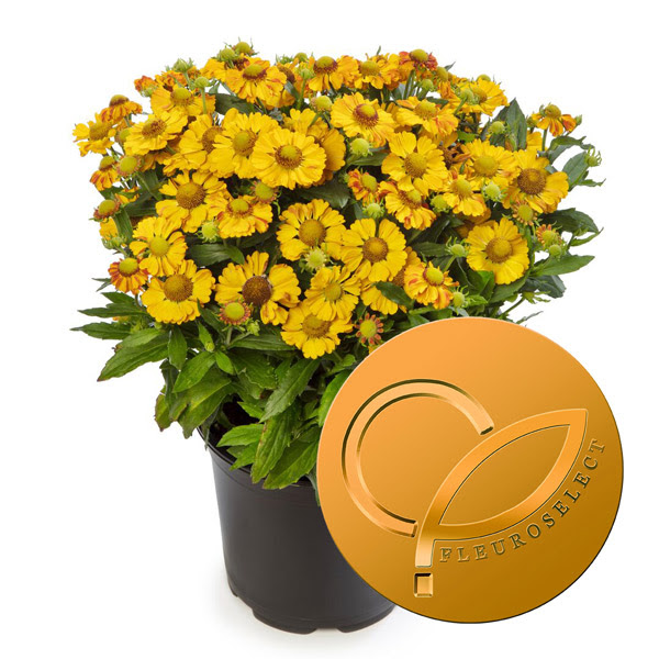 syngenta_helenium_hayday_golden_bicolor_28022022094659