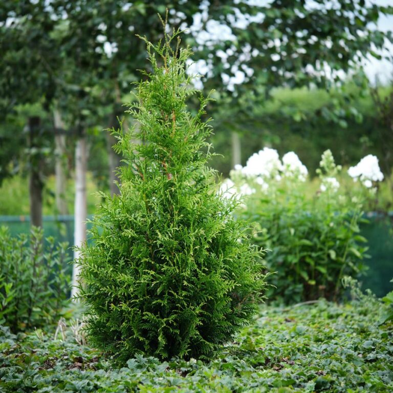thuja-magicalkolster-bv_04022025165229