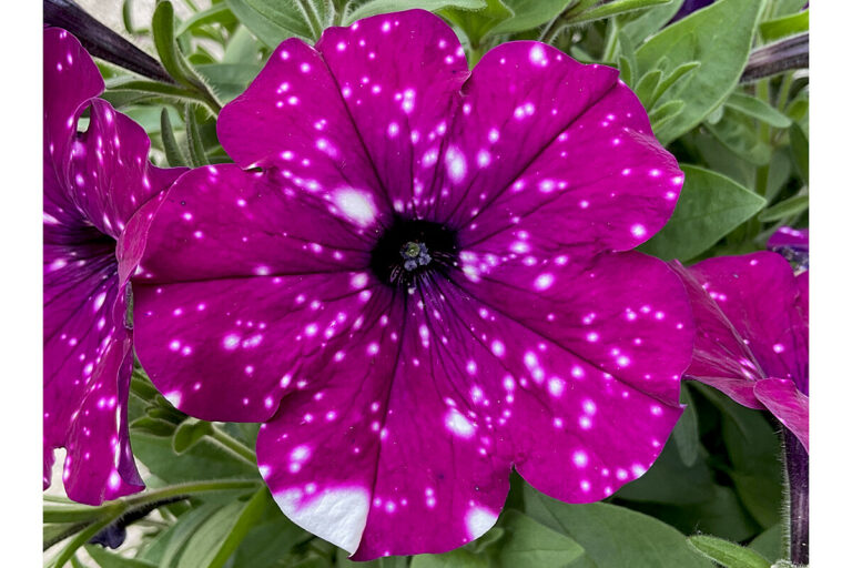 top_tunia_padana_10072025140501