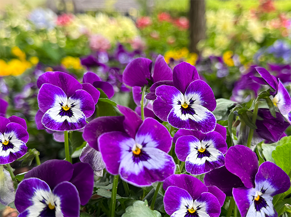 viola_cornuta_penny_pro_29012025085140