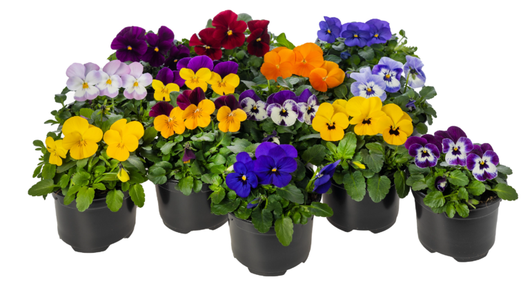 viola_penny_pro_24032025113513