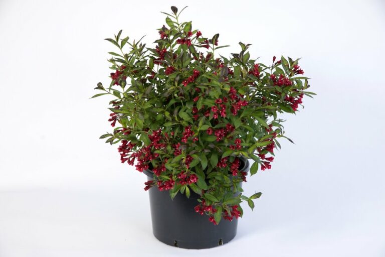 weigela-camouflage-rhs_24052023120300