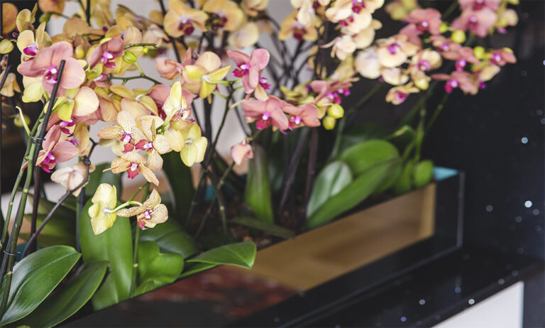 01102018090224_orquidea