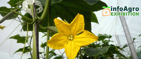 02052017085105_infoagro