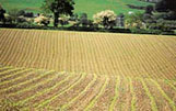 02062014131251_campo
