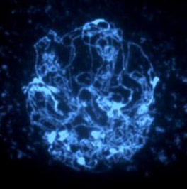 02082012182353_genoma
