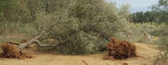02112015185351_xylella_fastidiosa