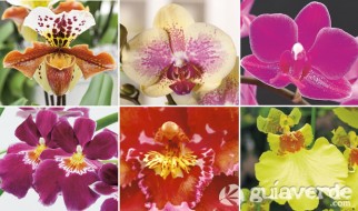 03052013123135_orquidea