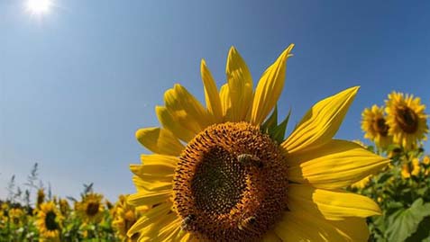 03052018104024_abejas