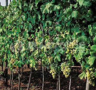 04032013130001_vitis