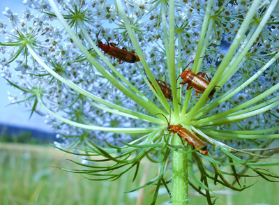 04032013135224_insectos
