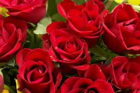 04092013131959_rosas