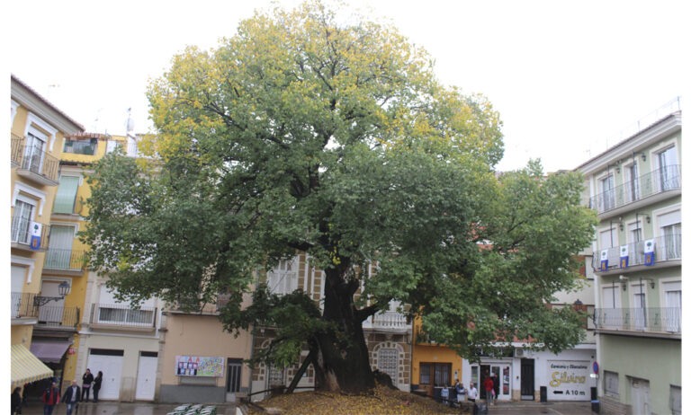 05022019162542_arbol-europeo-2019