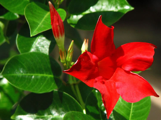 05052014132818_flor_de_dipladenia_sanderii