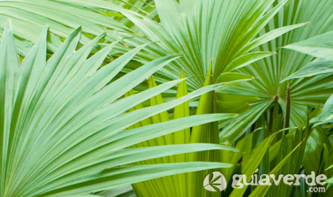 05112015160430_palmeras-de-aire-tropical