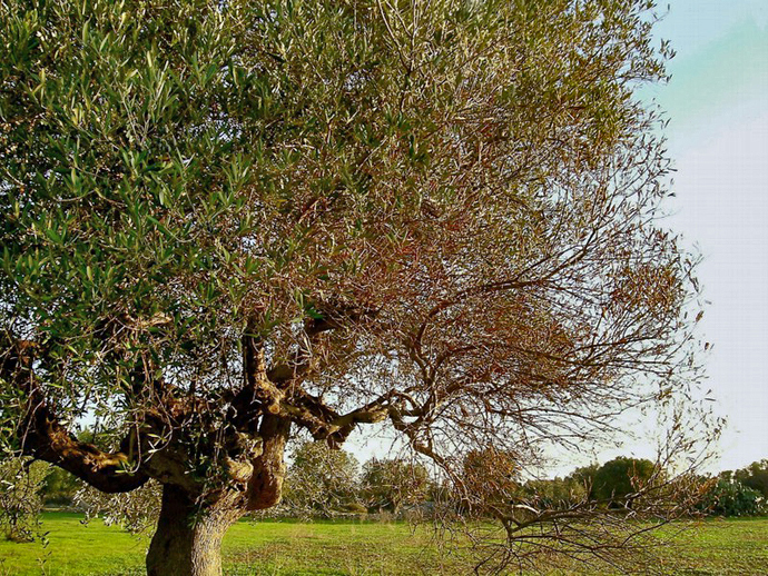 06032017185127_xylella