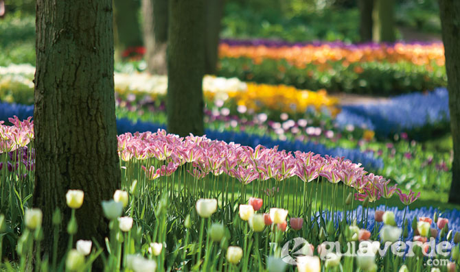 06052013123959_flores