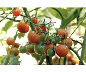 06082012142930_cultivo_tomate