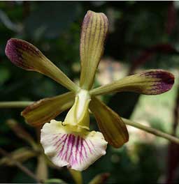 07012013103440_orquidea