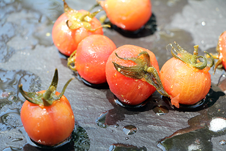 07022018180925_tomate_syngenta