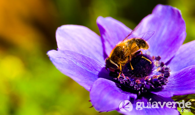 08052013133806_abejas