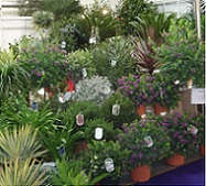 09082013110349_plantas_maceta