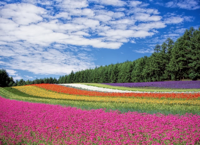 09082018114344_flower-garden-blue-sky-hokkaido-japan-60628