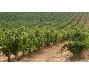 10052013134038_vinedo