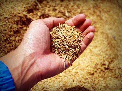 10052018115728_abundance-agricultural-agriculture-226615