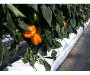 10072012123709_cultivo_sin_suelo