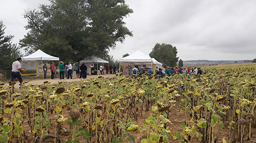 10102017162351_plataforma_demostrativa_de_girasol_de_syngenta_en_cuenca