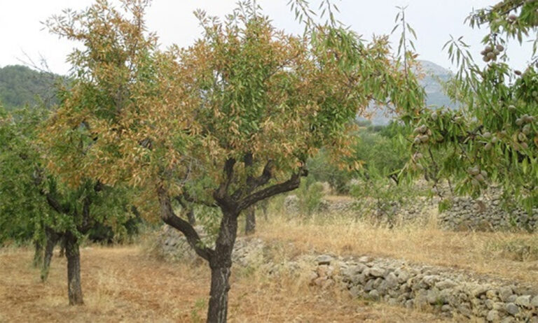 10122018103003_xylella-phytoma