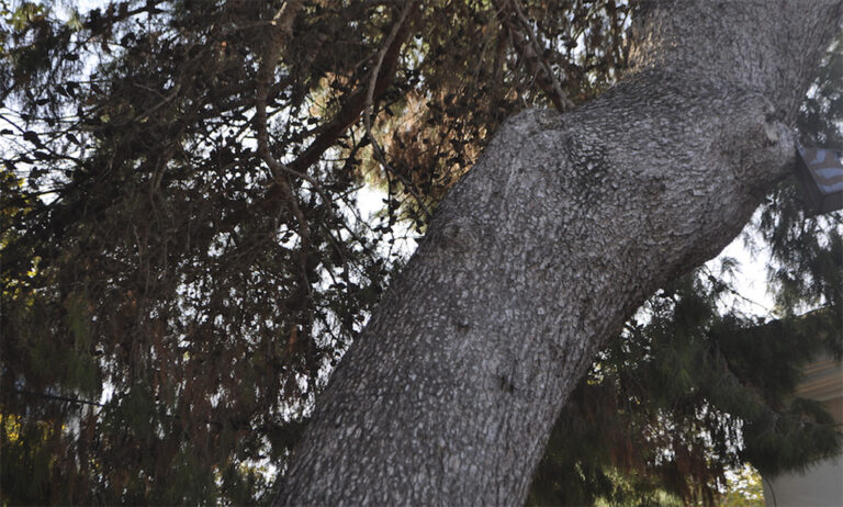 11102018111054_procesionaria