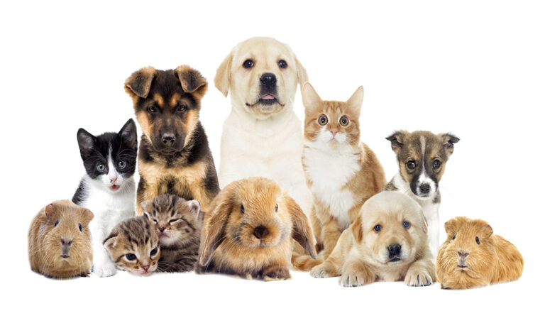 12022019120434_animales-domesticos