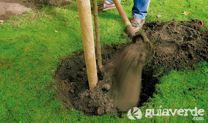 12032013114444_plantar_arboles
